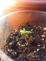 IMG_20170409_183736.jpg