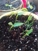 IMG_20170409_183828.jpg