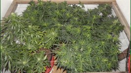 Общий вид вега 70 дней.jpg