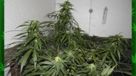 Шишка Белый Русский, 70 от каски.jpg