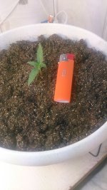 chocolope 5 дней.JPG