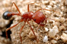 Pogonomyrmex_californicus,_worker,_head,I_ALW324.jpg