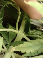 IMG_20170412_192355352.jpg