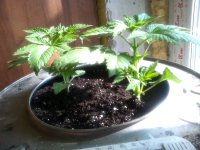 IMG_20170413_093736.jpg