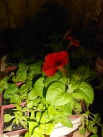DSCN4070.JPG