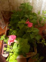 DSCN4069.JPG