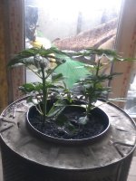 IMG_20170416_091838.jpg