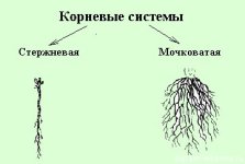 kornevaja-sistema.jpg