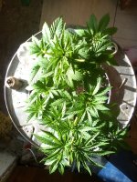 IMG_20170419_081519.jpg