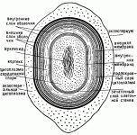 спора.gif спора.gif