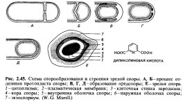 спора2.jpg спора2.jpg