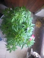 IMG_20170421_125438.jpg