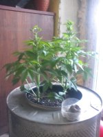 IMG_20170421_125508.jpg