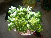 IMG_20170422_074718.jpg