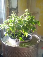 IMG_20170422_074726.jpg