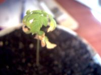 Snapshot(13).png