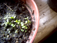 Snapshot(20).png