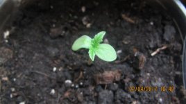 IMG_1250.JPG