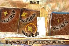 цццц.jpg