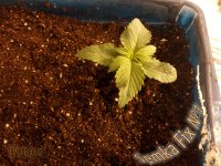 IMG_20170421_2010613.jpg