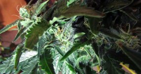 IMG_2317.JPG