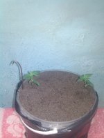 IMG_20170423_224533.jpg