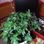 IMG_2331.JPG