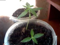 2017-04-29_16-03-43_959.jpg
