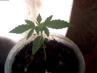2017-04-29_16-03-27_706.jpg 2017-04-29_16-03-27_706.jpg