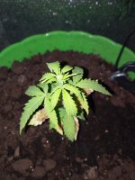 IMG_20170430_011230.jpg