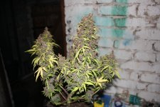 IMG_8020.JPG