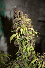 IMG_8046.JPG