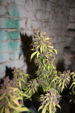 IMG_8047.JPG