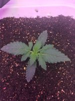 20170430_094317982_iOS.jpg