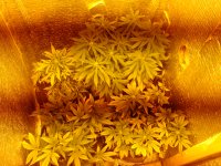 IMG_20170430_172436072.jpg
