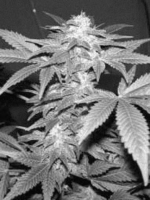 Jack_Herer_strain.PNG
