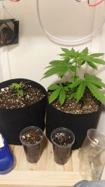 P_20170501_194608_HDR (1).jpg