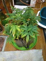 IMG_20170502_193626261.jpg