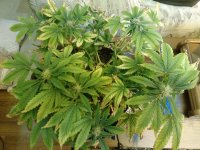 IMG_20170502_191630991.jpg