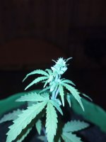 IMG_20170502_225911.jpg