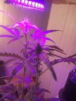 2017-05-03 20-18-45.JPG