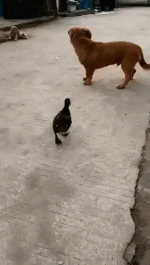 _yapfiles.ru.gif