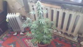 20170504_150800.jpg