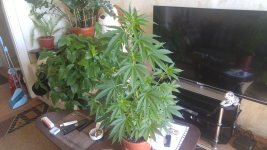 20170408_125755.jpg