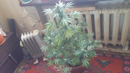 20170504_151105.jpg
