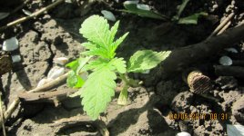 IMG_1273.JPG