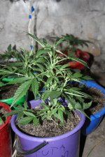 IMG_8092 - копия.JPG