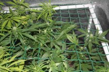 IMG_8097 - копия.JPG