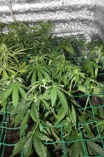 IMG_8100 - копия.JPG