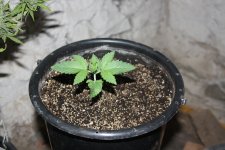 IMG_8103 - копия.JPG